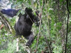 Top Things to do in Rwanda with Devine African Safaris Ltd. Top Things to do in Rwanda with Devine African Safaris Ltd.