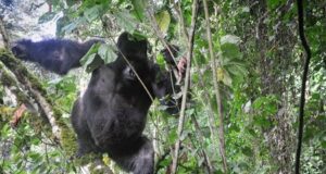 Top Things to do in Rwanda with Devine African Safaris Ltd. Top Things to do in Rwanda with Devine African Safaris Ltd.