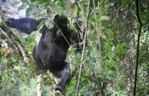 Top Things to do in Rwanda with Devine African Safaris Ltd. Top Things to do in Rwanda with Devine African Safaris Ltd.