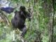 Top Things to do in Rwanda with Devine African Safaris Ltd. Top Things to do in Rwanda with Devine African Safaris Ltd.
